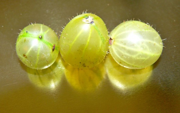 Cape Gooseberries ...